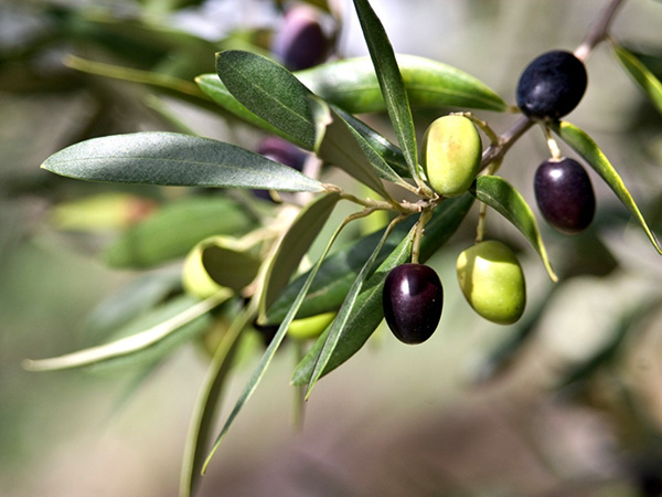 Iron Bridge Olive Oil